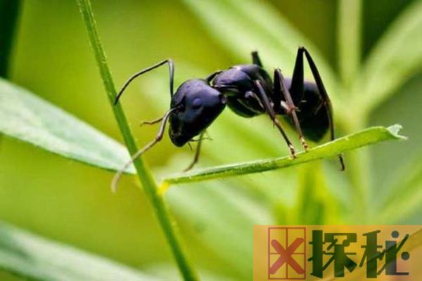 蚂蚁有什么治病功效吗?黑蚂蚁营养价值最高(天然药厂)