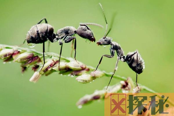 蚂蚁有什么治病功效吗?黑蚂蚁营养价值最高(天然药厂)