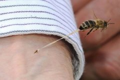 蜜蜂蜇人为什么会死掉?倒刺勾住皮肤(一飞就拉出内脏)