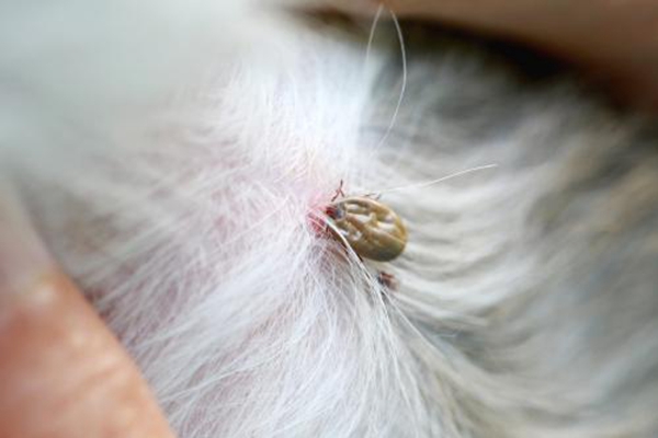 狗跳蚤在人身上有害吗?一只成虫能吸食体重15倍的血液