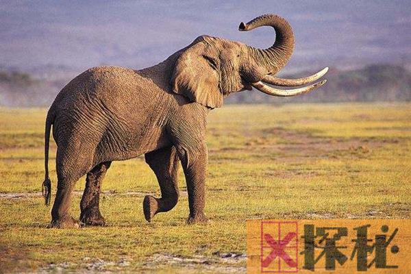 为什么大象的耳朵大?耳朵是身体的散热器(密布血管)