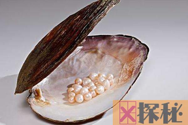 蚌为什么产珍珠?沙粒和寄生虫入侵刺激(分泌珍珠质)