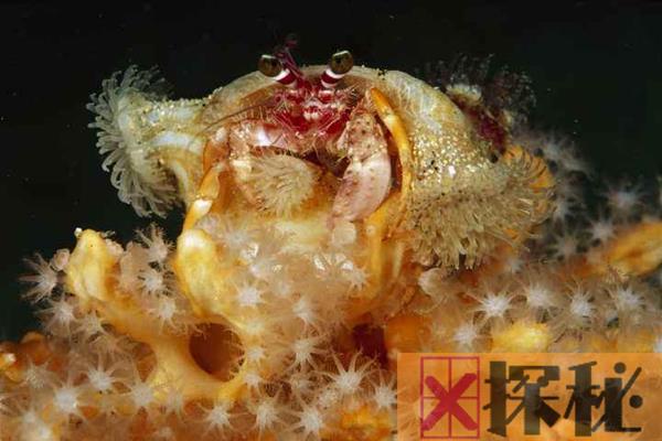 寄居蟹和海葵是什么关系?海葵刺细胞保护寄居蟹(共生者)