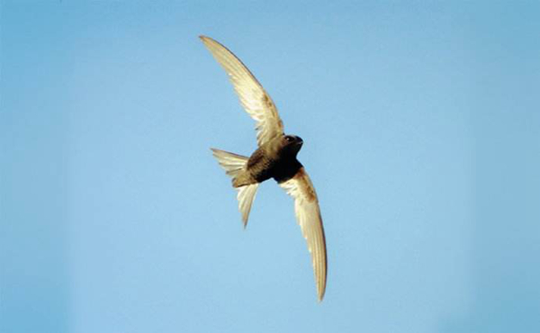 世界上飞得最快的动物 尖尾雨燕最快速度352.5千米/小时
