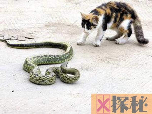 为什么猫不怕蛇?猫的反应速度是蛇的7倍