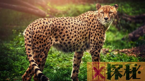世界十大反应最快的动物排名 猎豹登顶可达110KM/小时