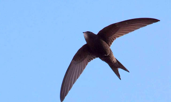 世界上飞得最快的动物 尖尾雨燕最快速度352.5千米/小时