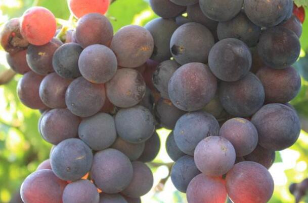 提子和葡萄的区别有哪些?怎样更好区分提子和葡萄