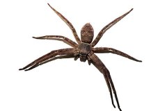 白额高脚蛛：室内最大的蜘蛛，堪称蟑螂的克星