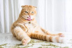 猫薄荷是什么?50%的猫咪对它极度痴迷(堪称猫界大麻)