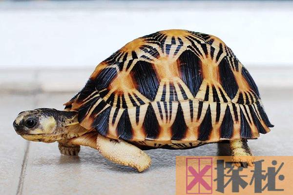 寿命最长的爬行动物：射纹龟，足足活了188岁(1777-1965年)