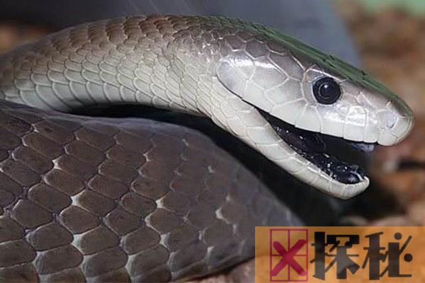 移动速度最快的蛇：黑曼巴蛇，冲刺时速高达14-20公里
