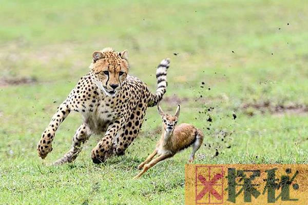 陆地上奔跑速度最快的哺乳动物：猎豹，最高时速达130公里