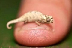 体型最小的爬行动物：雅拉瓜壁虎，仅一个硬币大小(长16毫米)