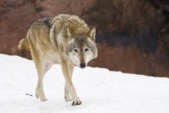 现存最大的犬科动物：灰狼，身长2.5米(最重96.2公斤)