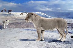 最重的猫科动物：美洲拟狮，冰河时代巨无霸(超450公斤)