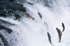世界上跳的最高的鱼：大西洋鲑，洄游时跳上3.7米的瀑布