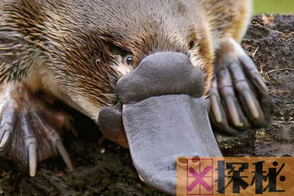 鸭嘴兽是什么动物?鸭嘴雷达腿藏毒刺(出现于2500万年前)