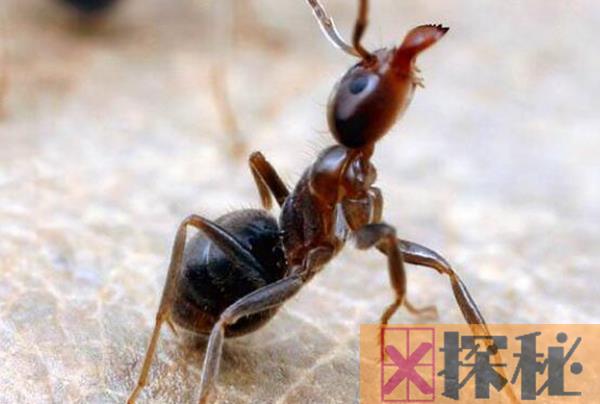 真正的二维生物是什么?蚂蚁是二维生物吗（三维生物）