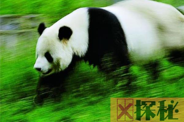 大熊猫最快奔跑速度是多少?最快速度堪比刘翔(时速40公里)