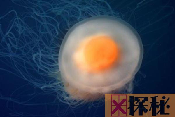 煎蛋水母有毒吗?透明的伞状物和明黄色内核(形似煎蛋)