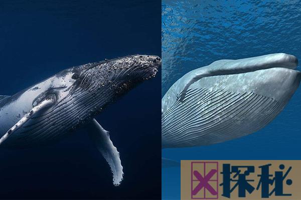 座头鲸和蓝鲸哪个大?蓝鲸比座头鲸长2倍(世界最大动物)