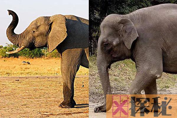 非洲象和亚洲象的区别是什么?这6大外貌特征教你轻松辨认