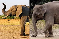 非洲象和亚洲象的区别是什么?这6大外貌特征教你轻松辨认