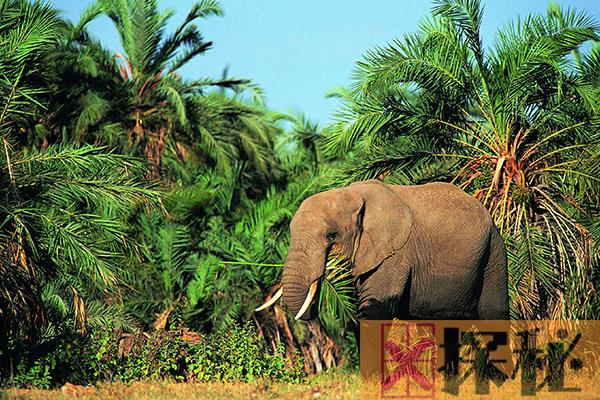 非洲侏儒象多大?现存最小的大象(成年雄性不到2.8米)