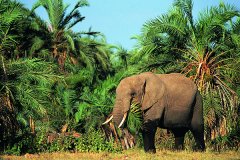 非洲侏儒象多大?现存最小的大象(成年雄性不到2.8米)