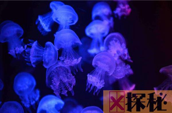 赤月水母也就是海蜇 被称为海产八珍之一（营养丰富）