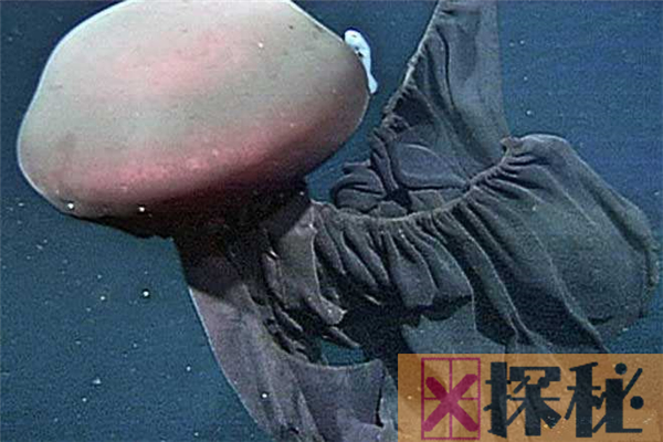 冥河水母堪称最神秘的水母 最大的个头具有1.4米