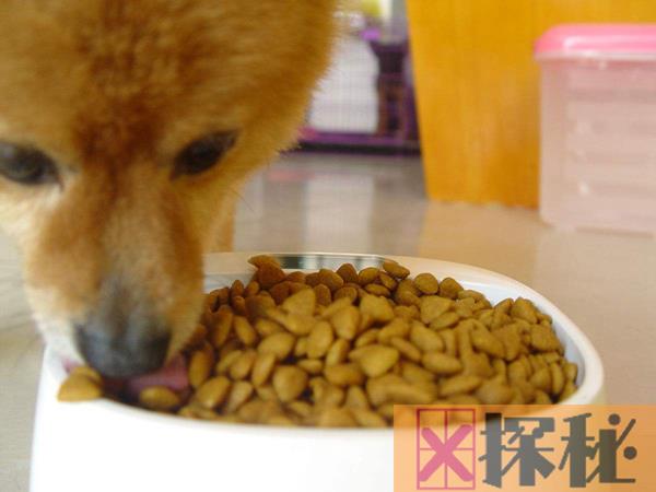 人吃狗粮会不会有事?狗粮是什么味道的好吃吗