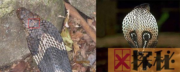 眼镜王蛇和眼镜蛇有什么区别?这4处外貌特征最明显