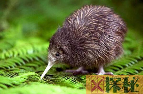 几维鸟的天敌是什么 曾被新西兰人追捧最终灭绝