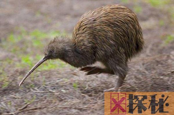 几维鸟的天敌是什么 曾被新西兰人追捧最终灭绝