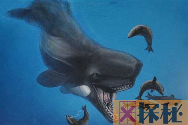梅尔维尔鲸世界最大有多少米 光是牙齿就长约40CM