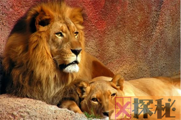 雄狮有几个配偶 它就像古时候的帝王
