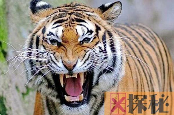 老虎的天敌是什么动物 动物之王也是有弱点的