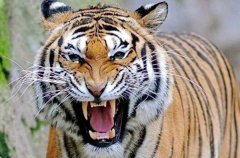 老虎的天敌是什么动物 动物之王也是有弱点的