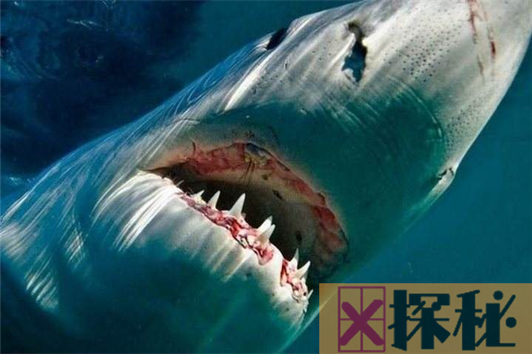 鼠白鲨曾是海洋杀手 速度快是它的杀手锏