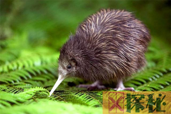 新西兰几维鸟的传说，贵为新西兰国鸟(备受保护)