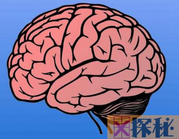 左脑和右脑的区别有哪些?哪边大脑发达的人更聪明