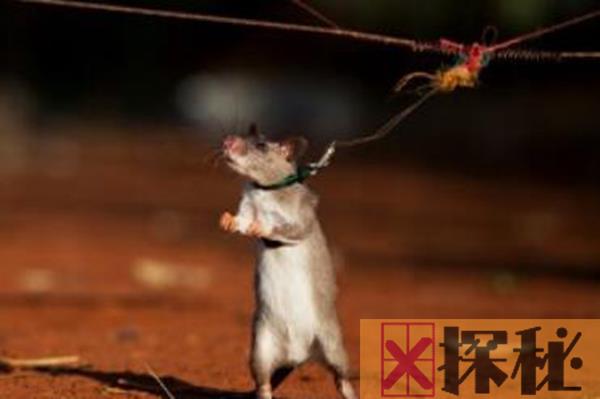 可以帮助人的老鼠非洲巨鼠 嗅觉强大可以帮助看病扫雷