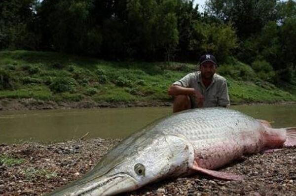 15米巨型哲罗鲑图片，纯属传闻（实为新疆的大红鱼）