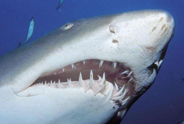 世界上牙齿最硬的动物，鲨鱼（咬食压力达18吨/10年换2万牙齿）