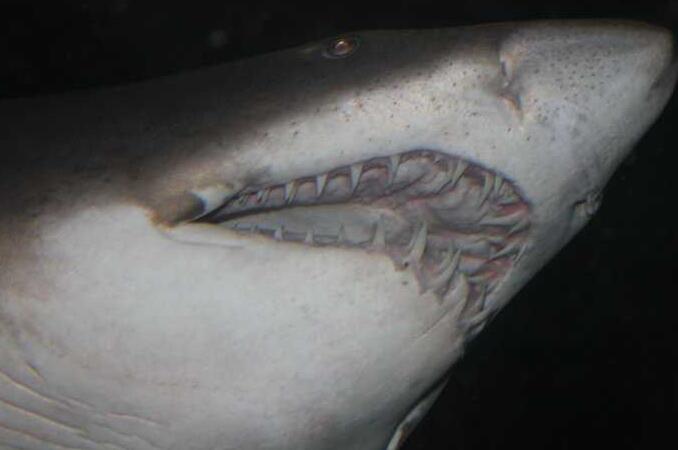 世界上牙齿第二多的动物，鲨鱼5000多颗(一生换牙2万多颗)