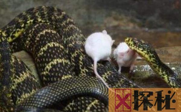 最凶猛的啮齿类动物 食蛇鼠(可以吃蛇的老鼠)