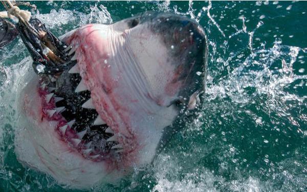 鲨鱼是牙齿最多的动物吗，不是（蜗牛更多有25600颗牙齿）