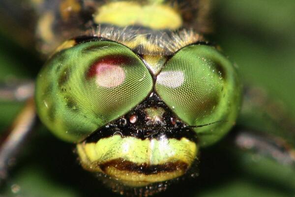 世界上眼睛最多的动物，蜻蜓有5.6万只眼睛（捕捉小虫百发百中）